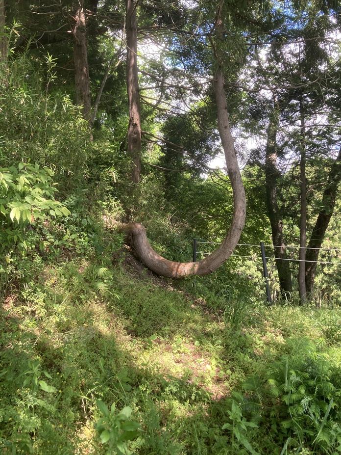 利府城