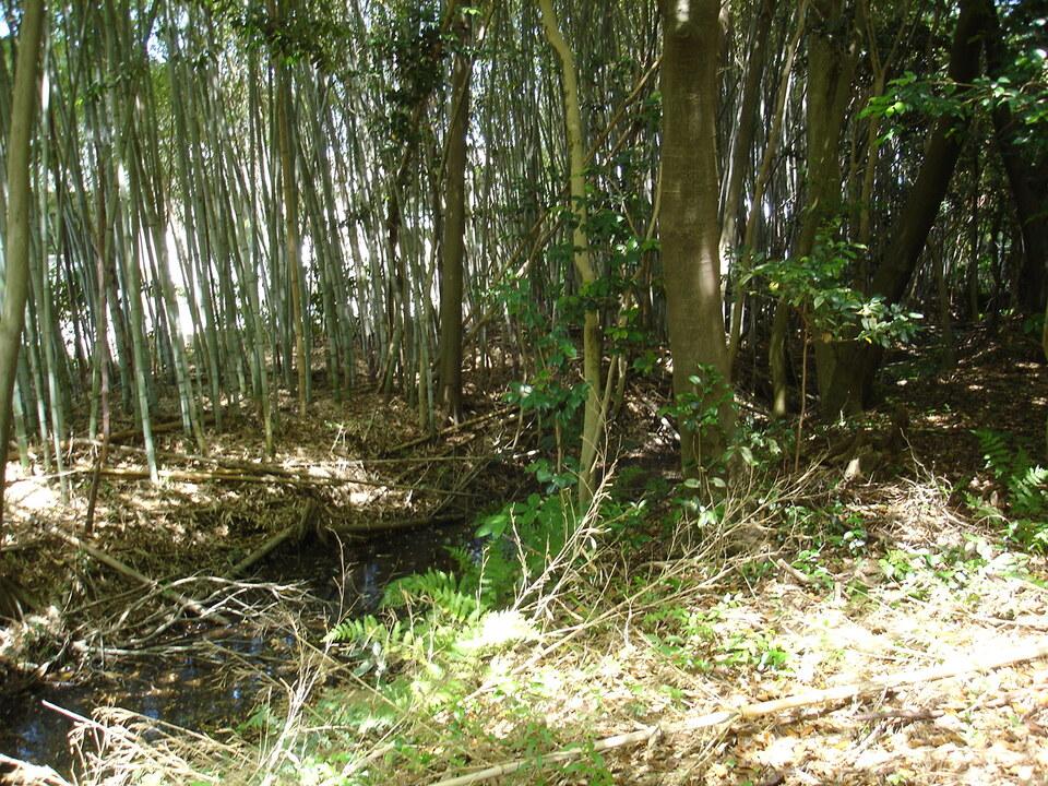 草路城