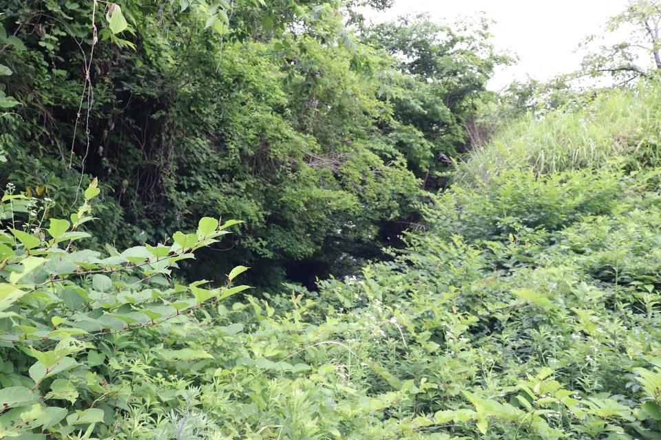 蒲原城