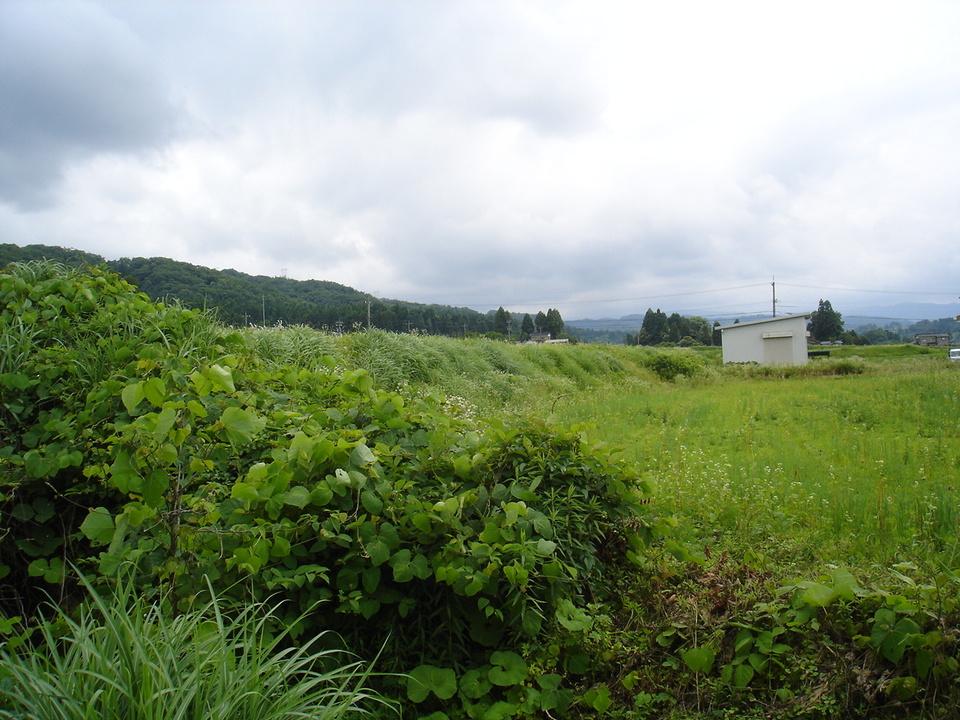 弓庄城