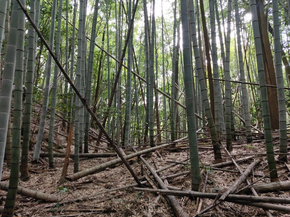 青景城