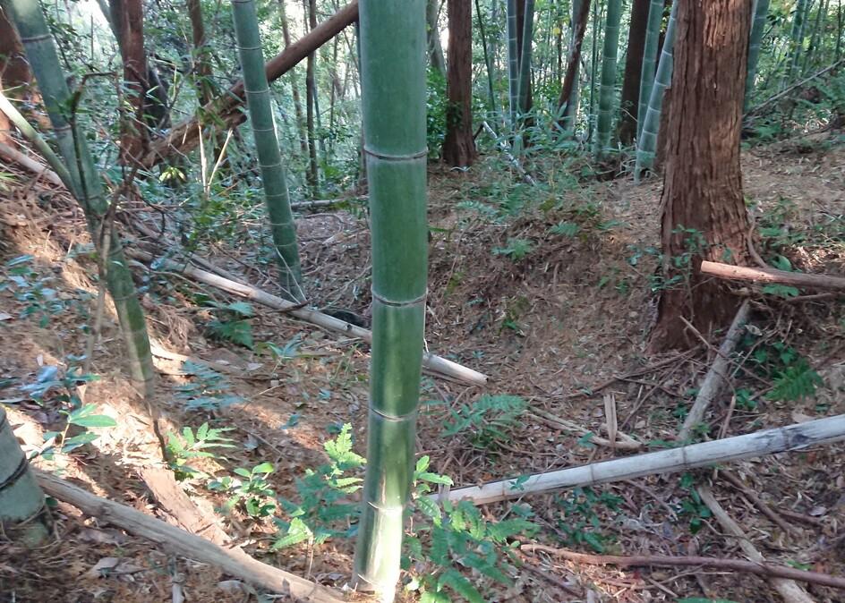 峯城