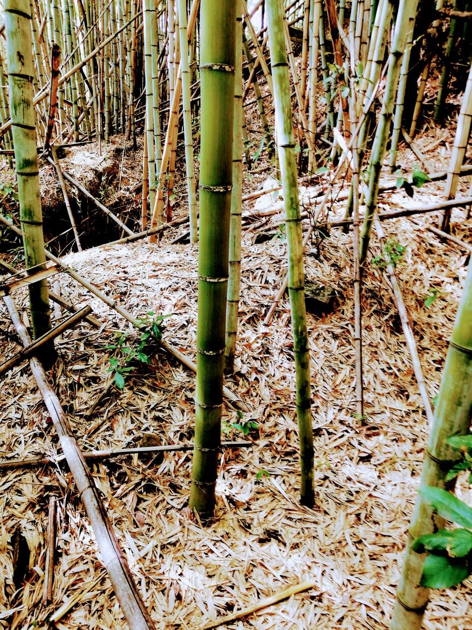 亀山城