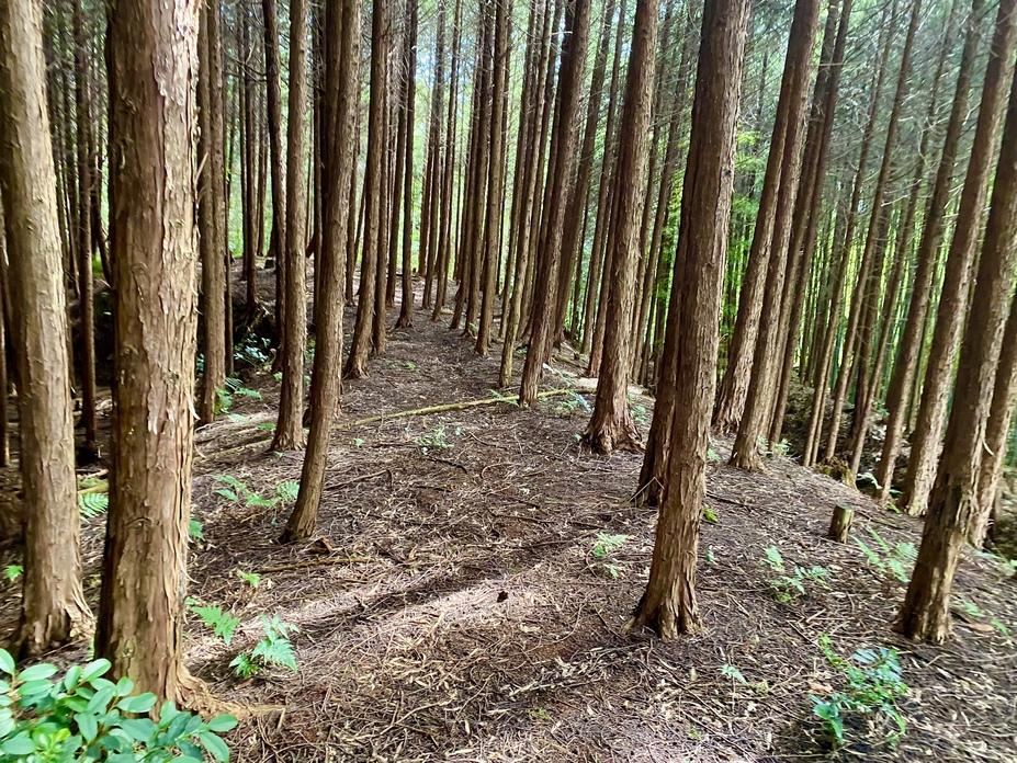 桜町中将城