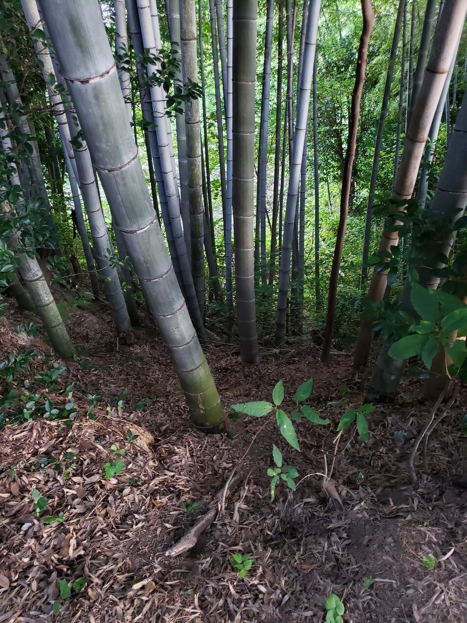 岡城