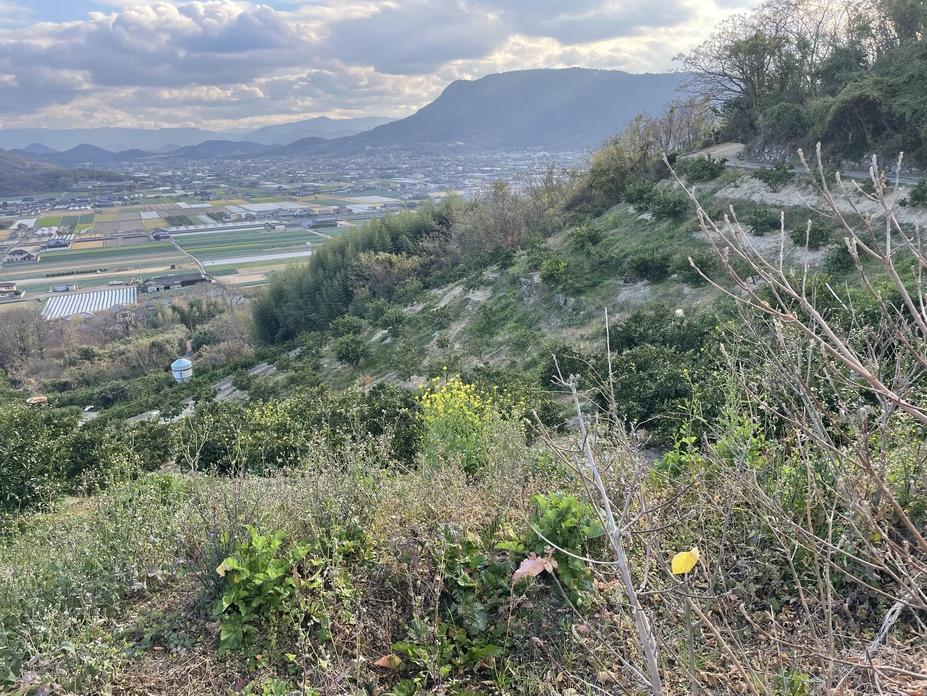 高屋城