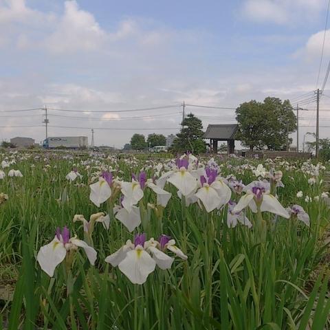 菖蒲城