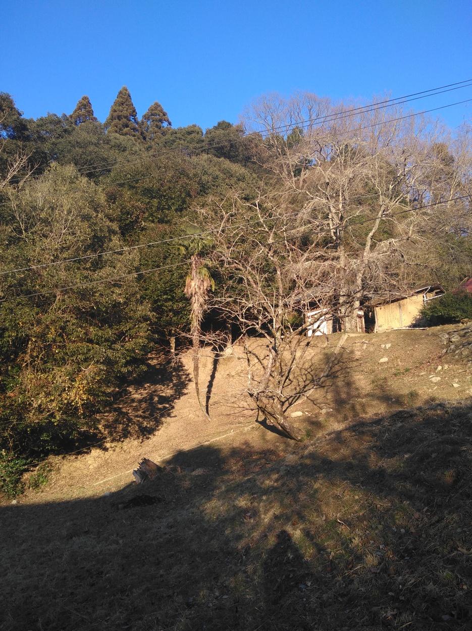 勝山城
