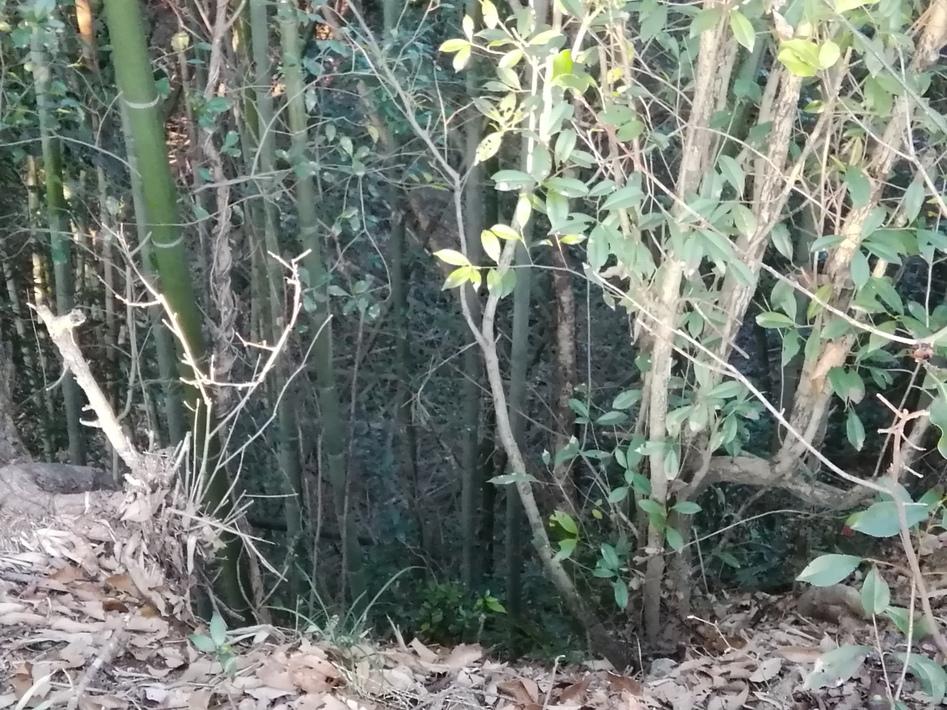 端谷城