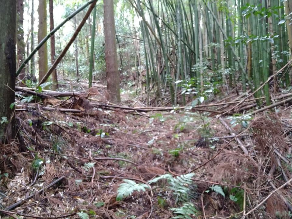 佐世城