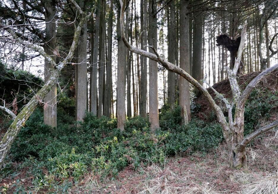 愛藤寺城
