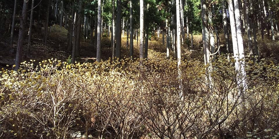 雨山城