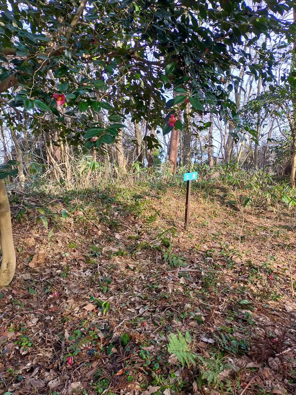 大川城