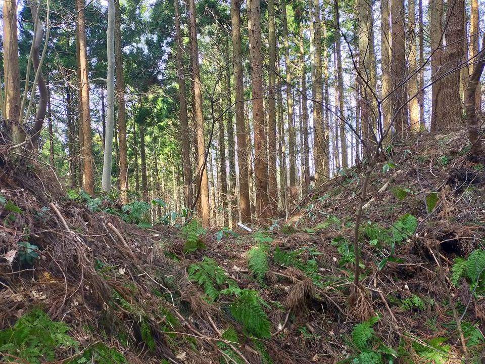 大川城