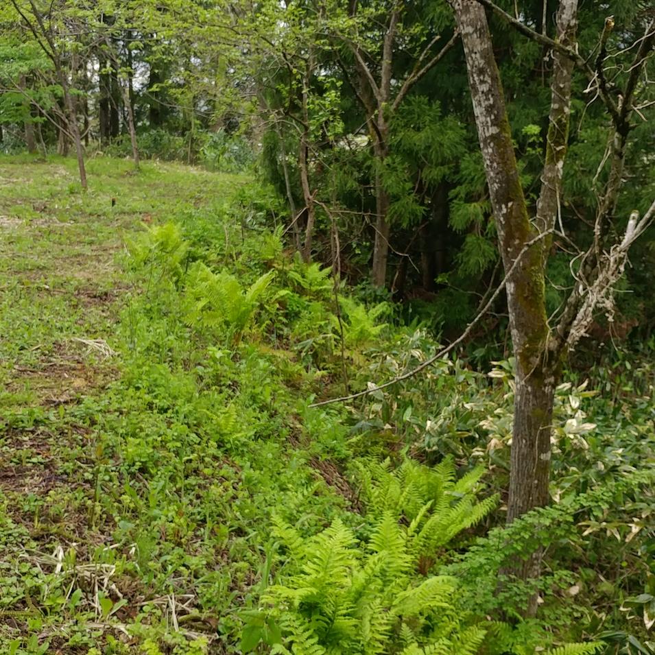 上条城