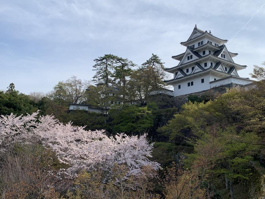 郡上八幡城