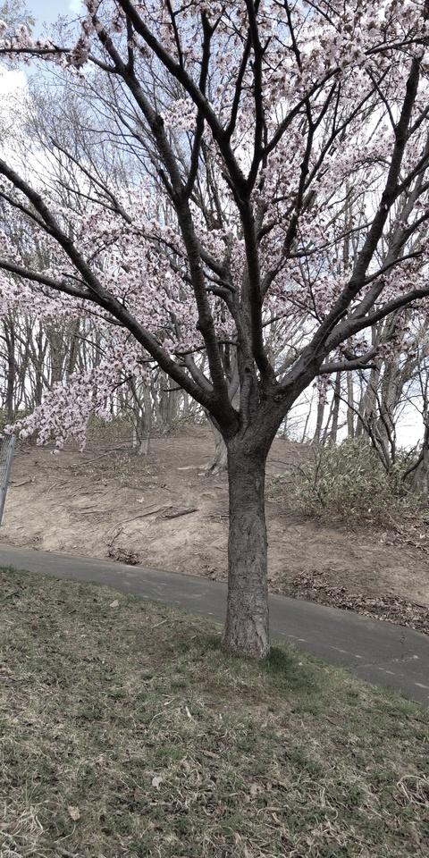 桜チャシ