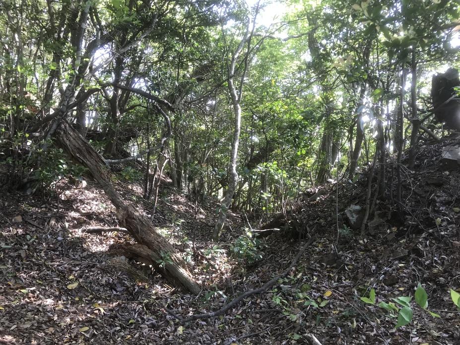 信田ノ丸城