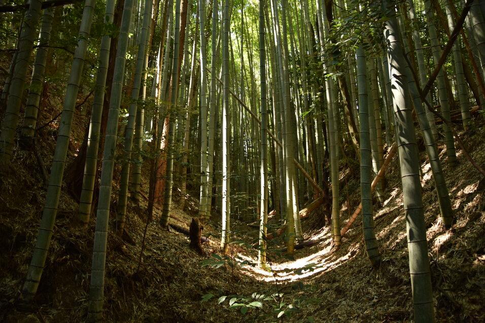 柏野城