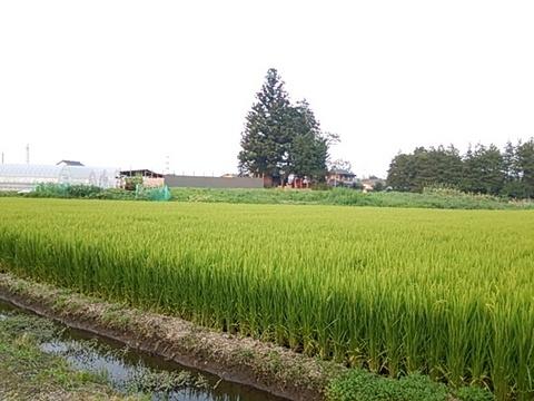 宮沢城