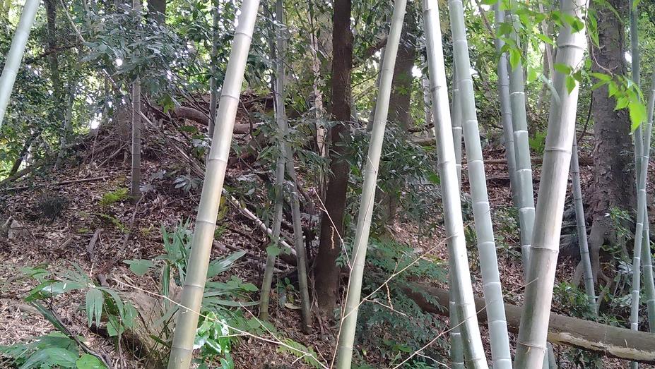 佐津間城