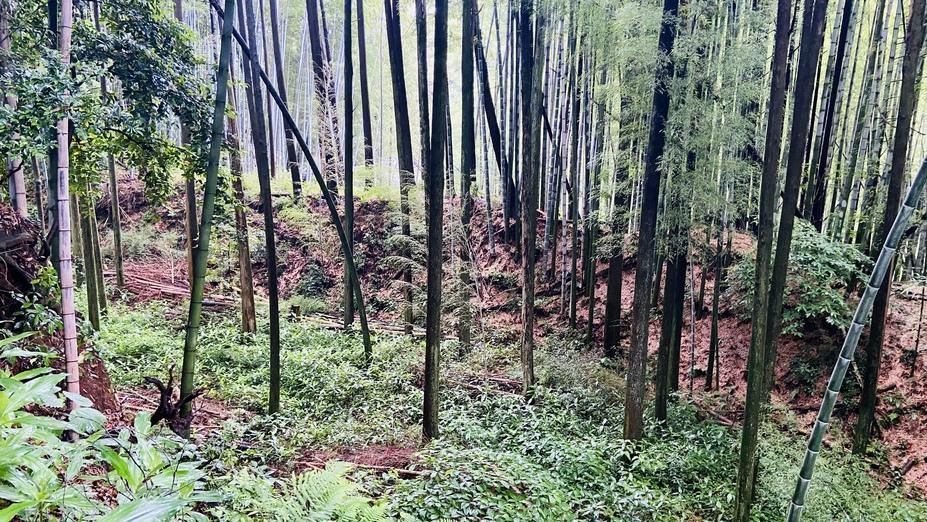 隈府城