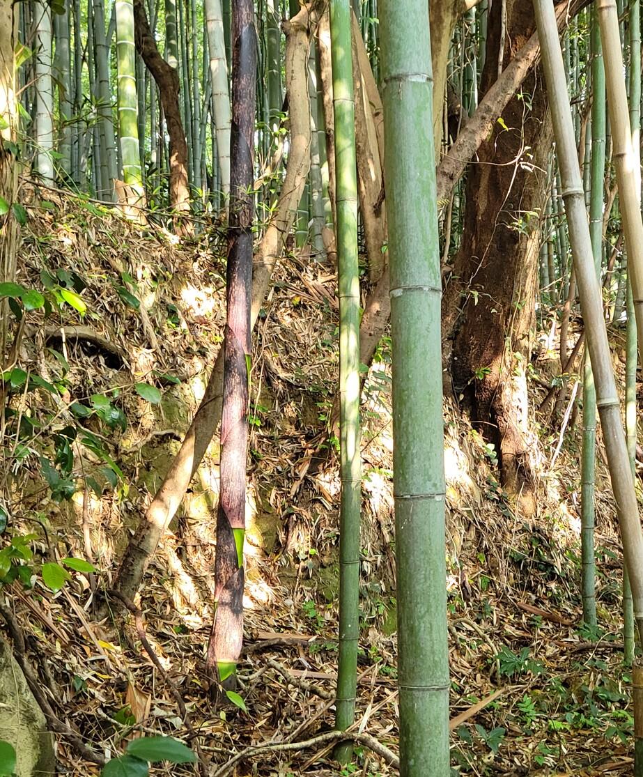 入山城