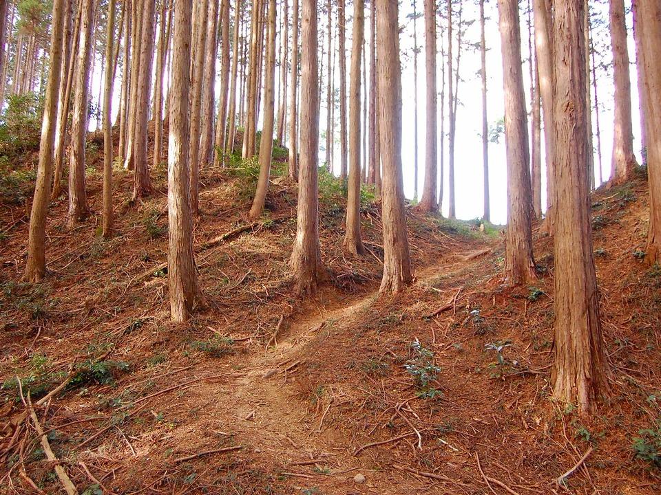 大築城
