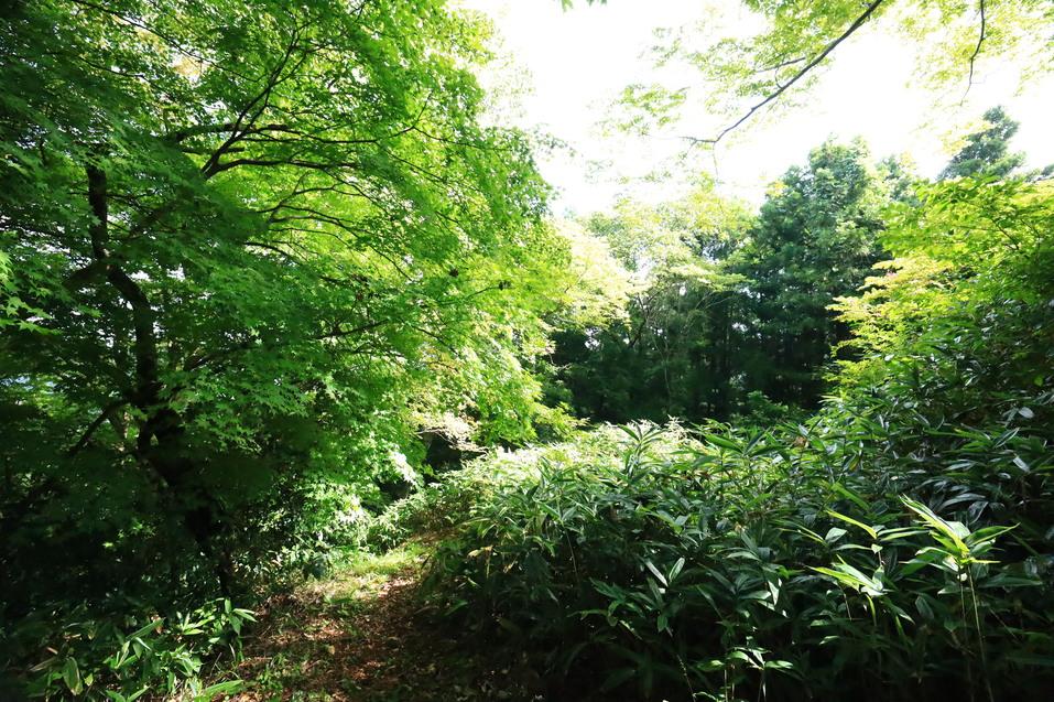 日倉城