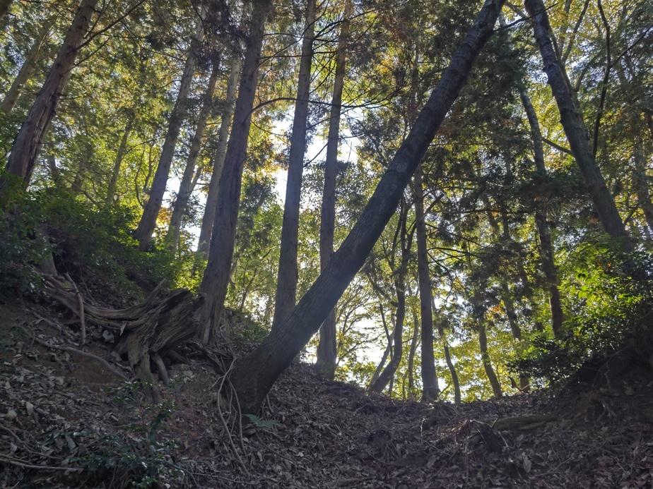 山本山城