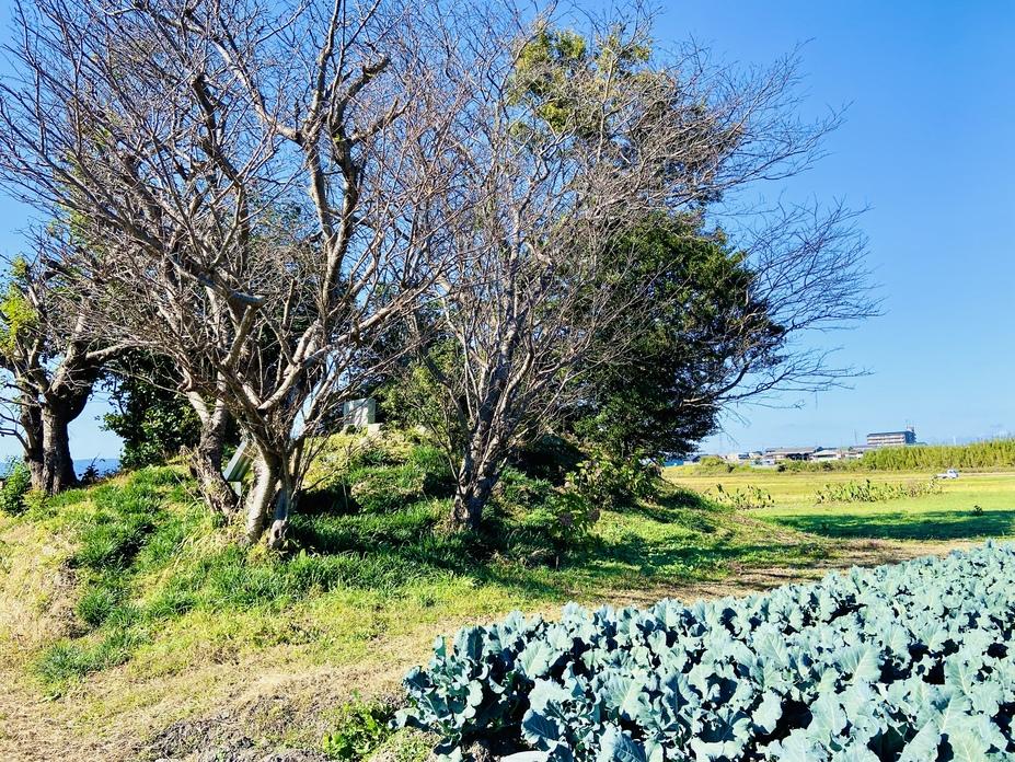 木造城