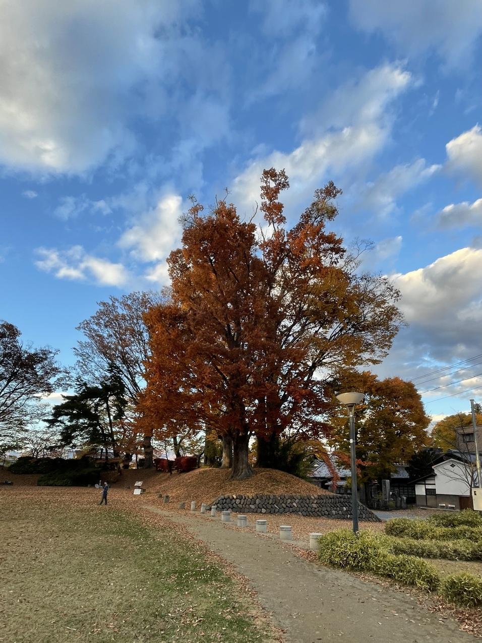 伴野城