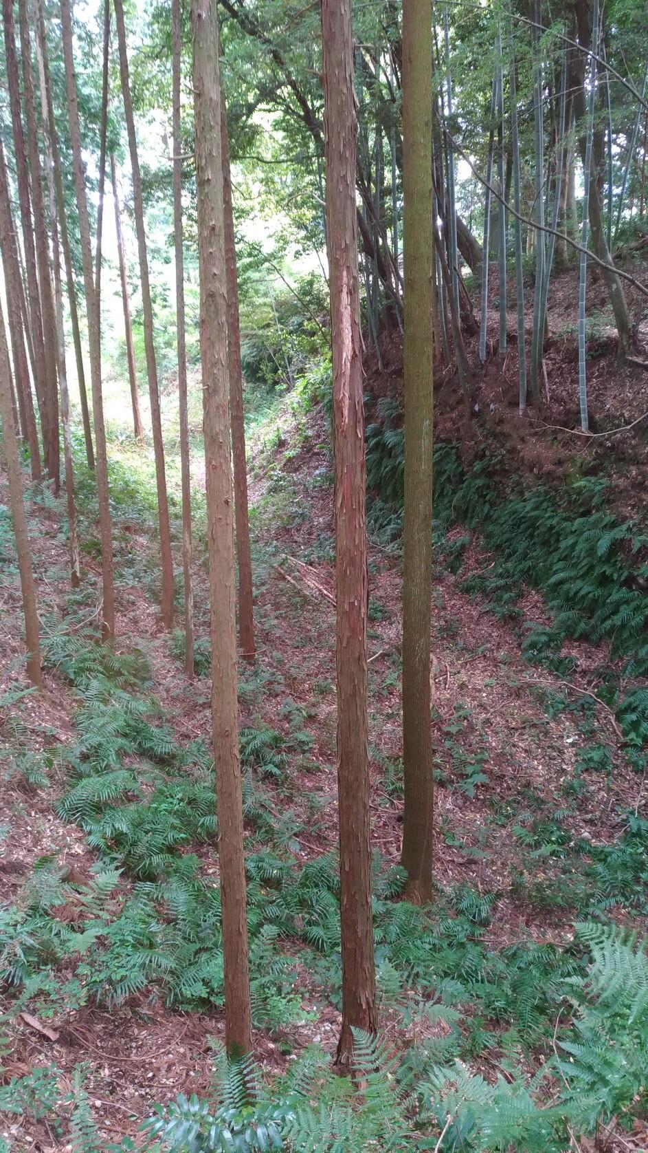 諏訪原城