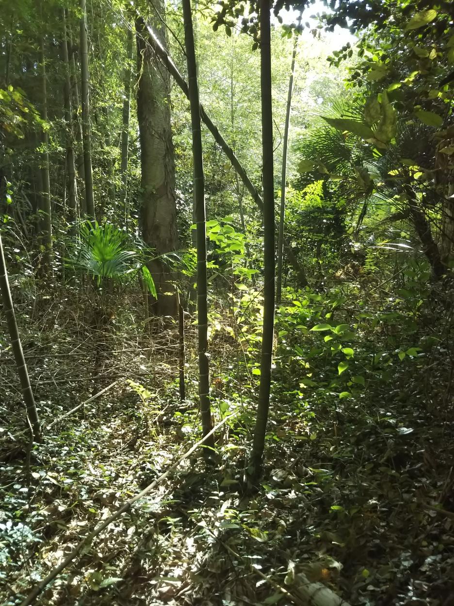 竜泉寺城