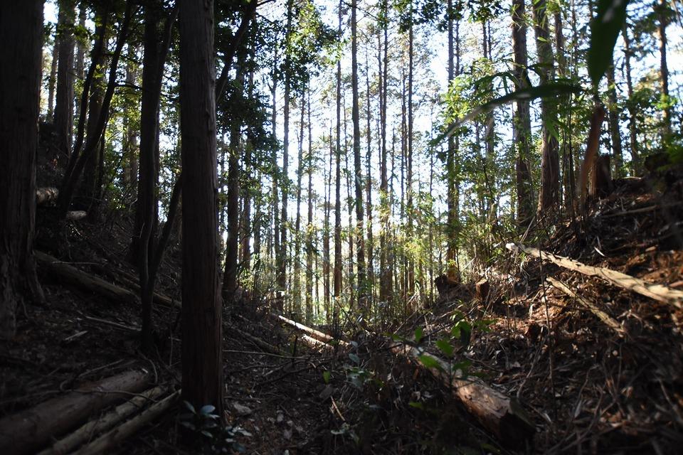 青山城