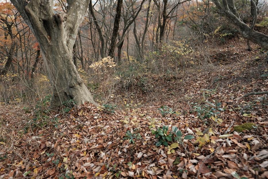 波多野城