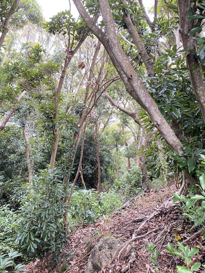 岡本城