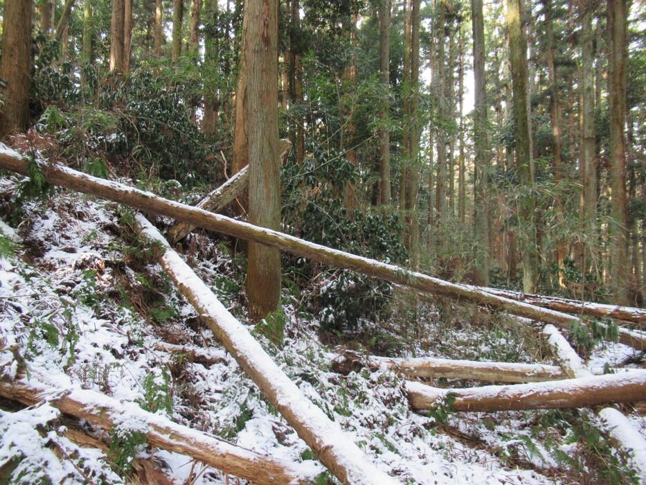 彫堂七館