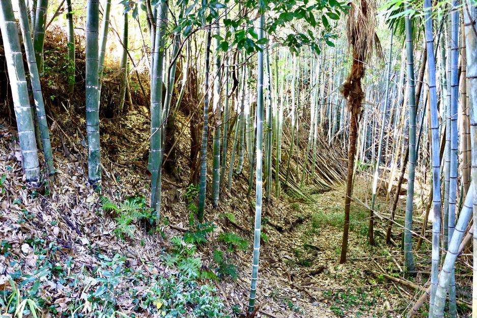 沼城