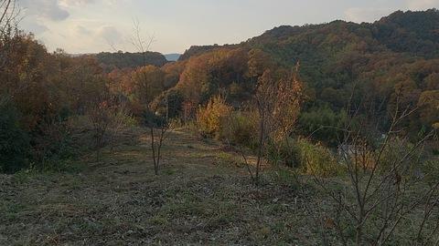 桜山城
