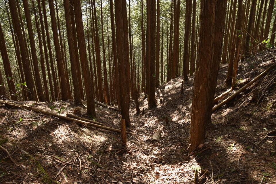小川城