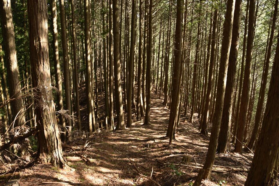 小川城