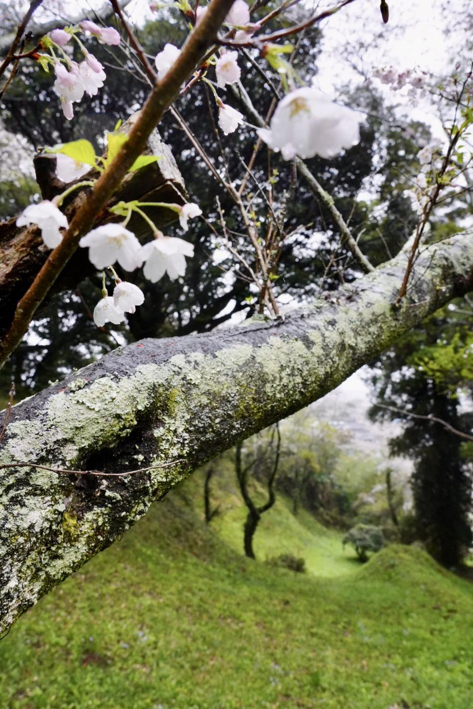阿波崎城