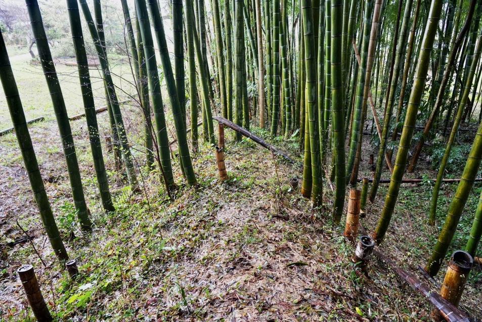 馴馬城