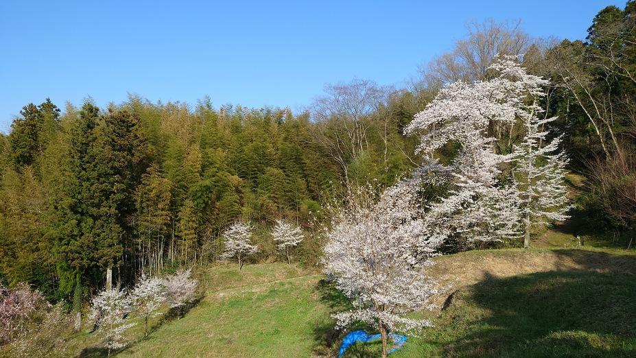 金山城
