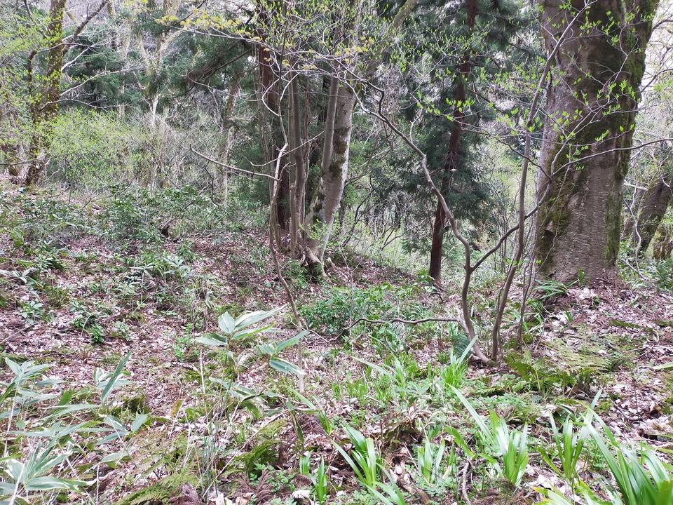 津川城