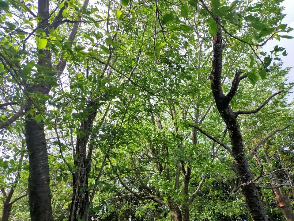 西原城
