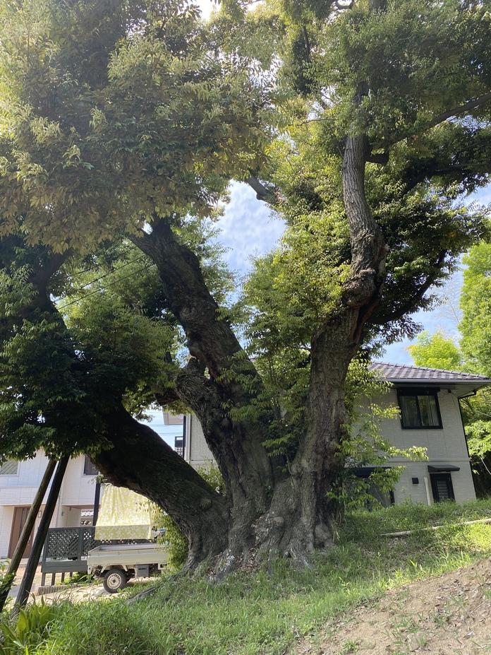 堤本地城