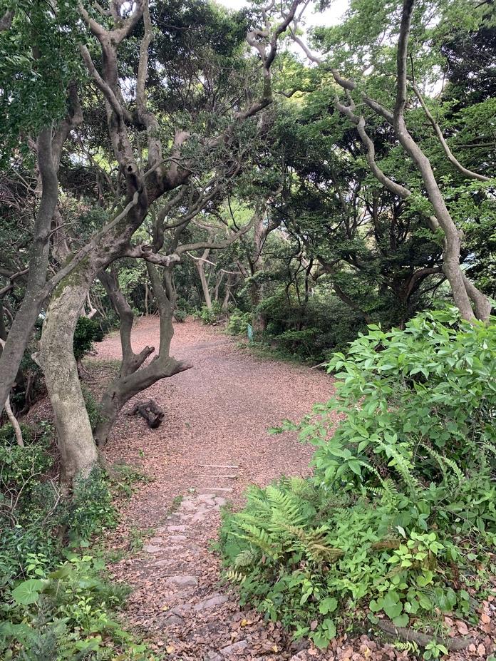 許斐山城