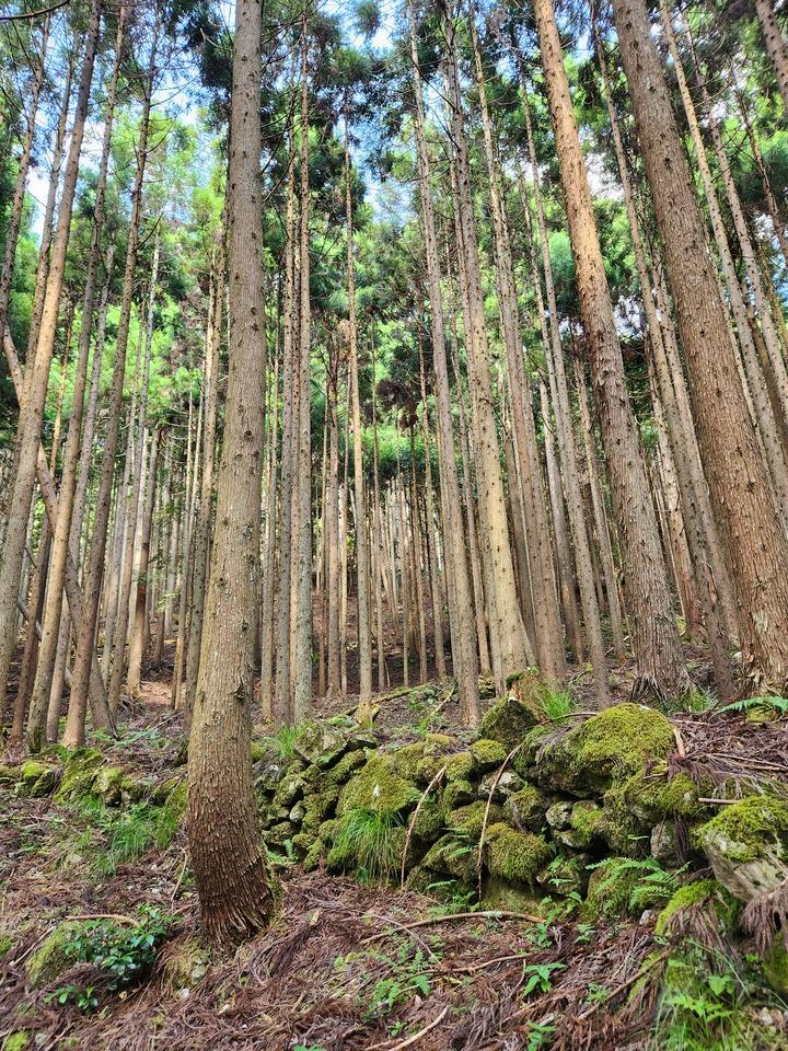 細川城